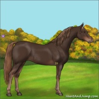 Horse Color:Liver Chestnut Rabicano 