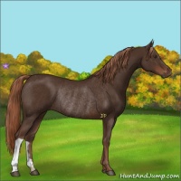 Horse Color:Liver Chestnut Rabicano 