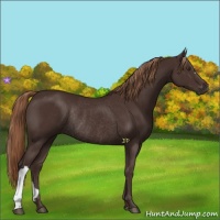 Horse Color:Liver Chestnut Rabicano 