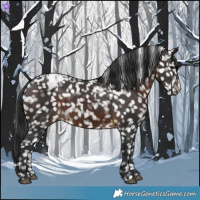 Horse Color:Brown Appaloosa 