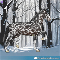 Horse Color:Brown Appaloosa