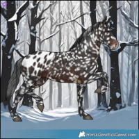 Horse Color:Brown Appaloosa
