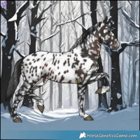 Horse Color:Brown Appaloosa