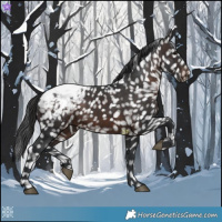 Horse Color:Brown Appaloosa 