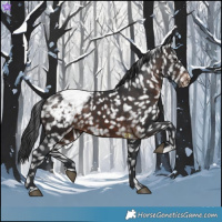 Horse Color:Brown Appaloosa