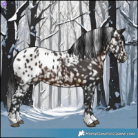 Horse Color:Brown Appaloosa 
