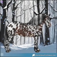 Horse Color:Brown Appaloosa