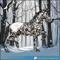 Horse Color:Brown Appaloosa