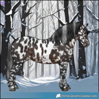Horse Color:Brown Appaloosa 