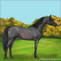 Horse Color:Brown Roan 