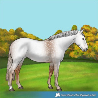 Horse Color:Gray Chestnut 