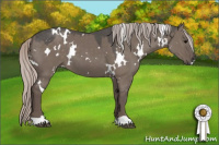Horse Color:White Spotted Silver Grullo 