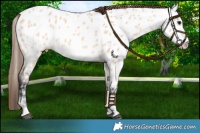 Horse Color:Bay Dun Sabino Frame Near Leopard Rabicano 