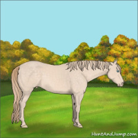 Horse Color:Perlino 