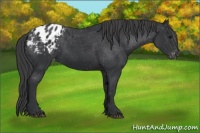 Horse Color:Black Appaloosa Rabicano 