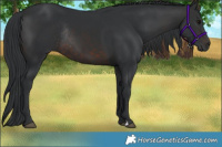 Horse Color:Brown Rabicano 