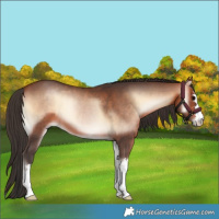 Horse Color:Bay Onyx 