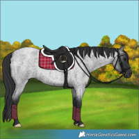 Horse Color:Blue Roan