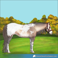 Horse Color:Brown Onyx Appaloosa 