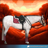 Horse Color:Bay Roan Appaloosa 