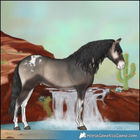 Horse Color:Blue Onyx Appaloosa