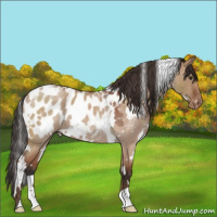 Horse Color:White Spotted Bay Roan Dun Appaloosa