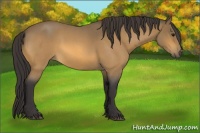 Horse Color:Buckskin Roan 