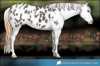 Horse Color:Smoky Grullo Appaloosa 