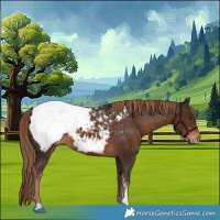 Horse Color:Liver Chestnut Sabino Appaloosa 