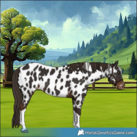 Horse Color:White Spotted Liver Chestnut Tobiano Near Leopard Rabicano 