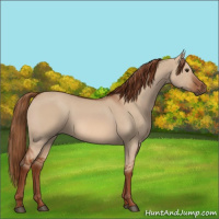 Horse Color:Red Dun 