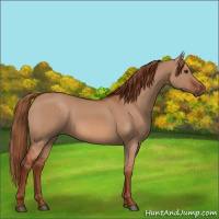 Horse Color:Red Dun 