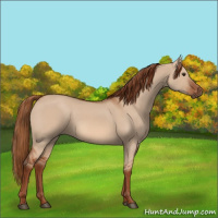 Horse Color:Red Dun 