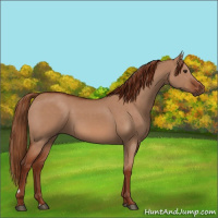 Horse Color:Red Dun 
