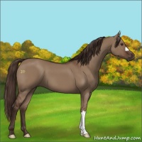 Horse Color:Liver Red Dun 