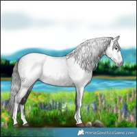 Horse Color:Gray White Spotted Liver Chestnut