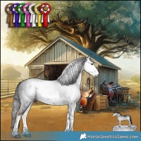 Horse Color:Gray White Spotted Liver Chestnut 