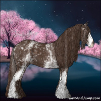 Horse Color:White Spotted Liver Chestnut