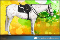 Horse Color:Bay Roan Sabino Appaloosa 