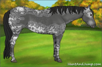 Horse Color:Gray Black Ice 