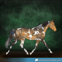 Horse Color:White Spotted Buckskin Mushroom 