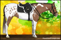 Horse Color:Bay Roan Tobiano Appaloosa 