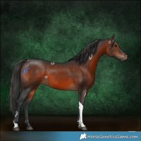 Horse Color:Brown Tobiano 