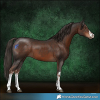 Horse Color:White Spotted Liver Chestnut 
