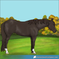 Horse Color:Liver Chestnut 