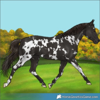 Horse Color:White Spotted Liver Chestnut