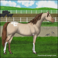 Horse Color:Red Dun Appaloosa Rabicano 