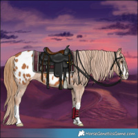 Horse Color:Chestnut Appaloosa