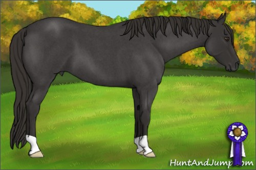 Horse Color:Liver Red Roan 