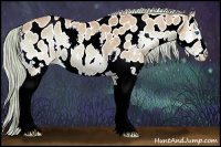 Horse Color:Watercolor Red Onyx Splash Appaloosa